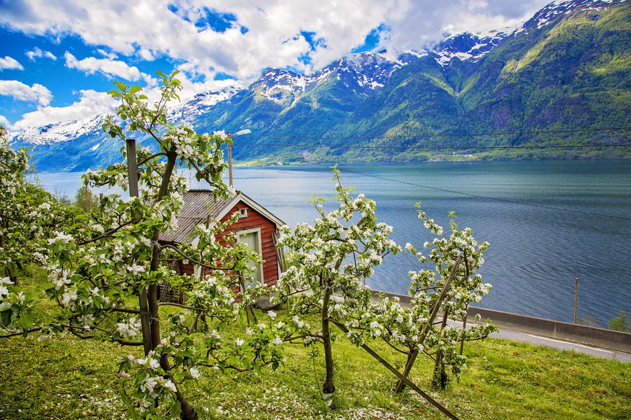 Hardanger fjord in may, Norway