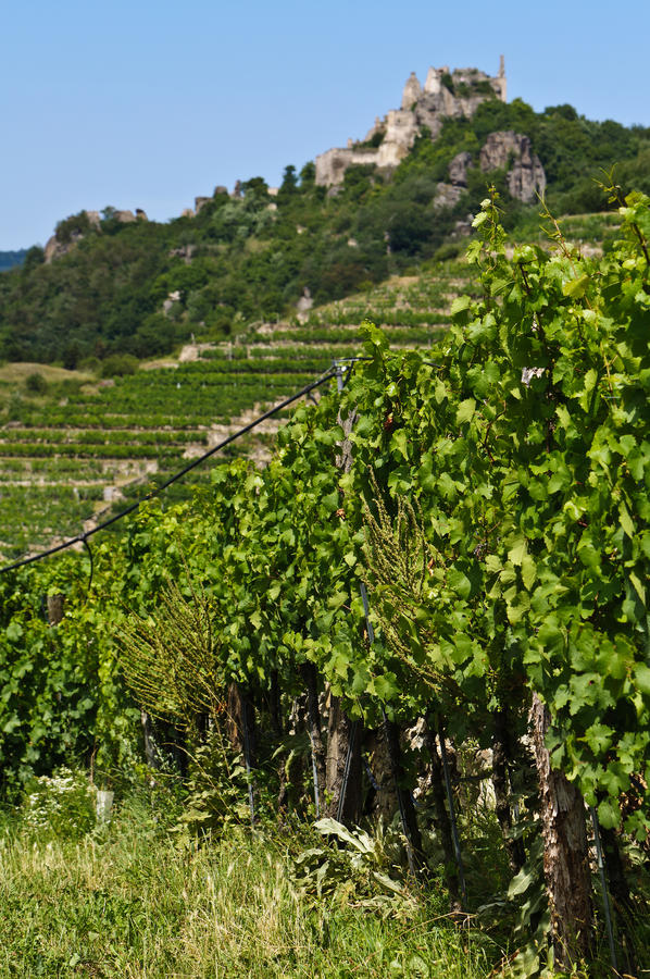 Grape-vines with irrigation system, in the background terraced vineyards and the ruins of Durnstein medieval castle, Wachau, Lower Austria