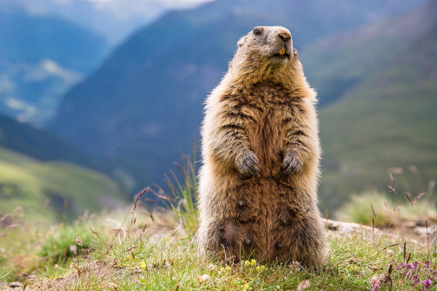 High Tauern, Austria,  marmot closeup