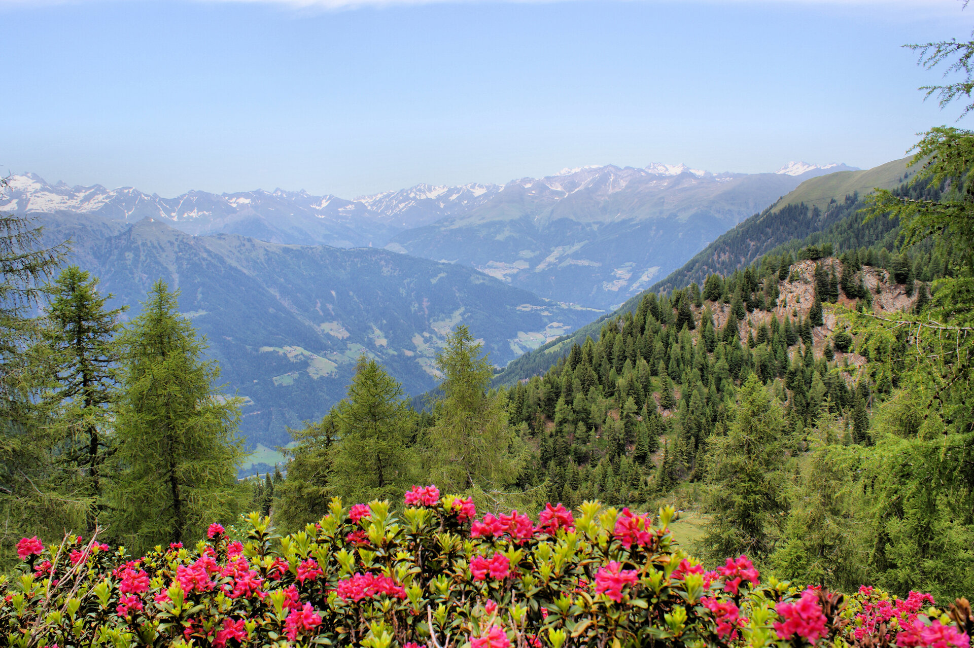Mountain world and Alpine roses in South Tyrol, Italy; Passeiertal and Stubai Alps, blue sky/ Alpine Roses in South Tyrol