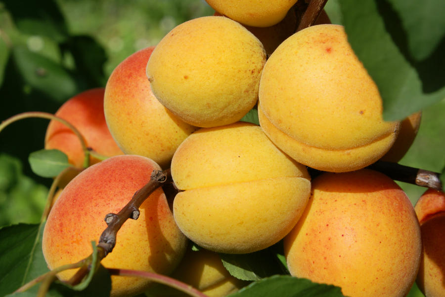 Apricots