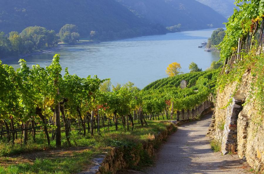 Wachau vineyard