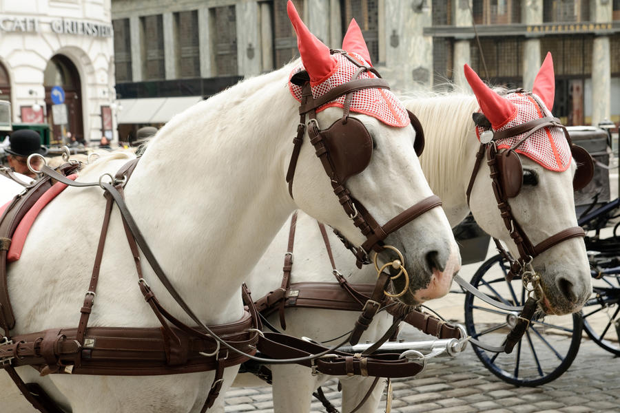 An image of a couple of horses in Vienna