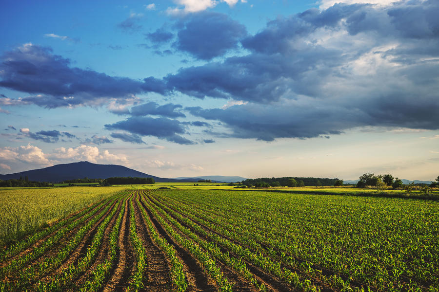 Corn field landscape with path before the sunset time, Poland, Lower Silesia.