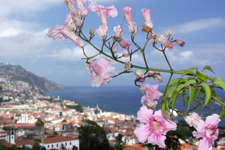 Flowers and Funchal, Madeira