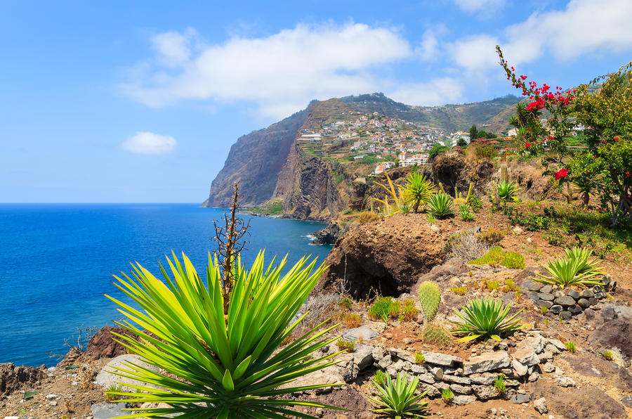 View of Cabo Girao cliff and Camara de Lobos town agave plants in foreground, Madeira island, Portugal