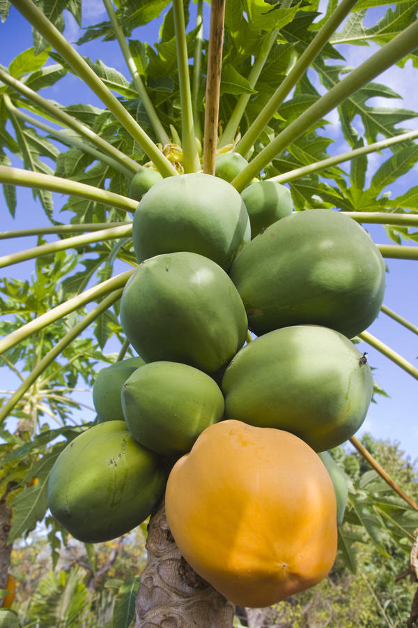 Carica papaya with both ripe and unripe papaya or pawpaw fruit