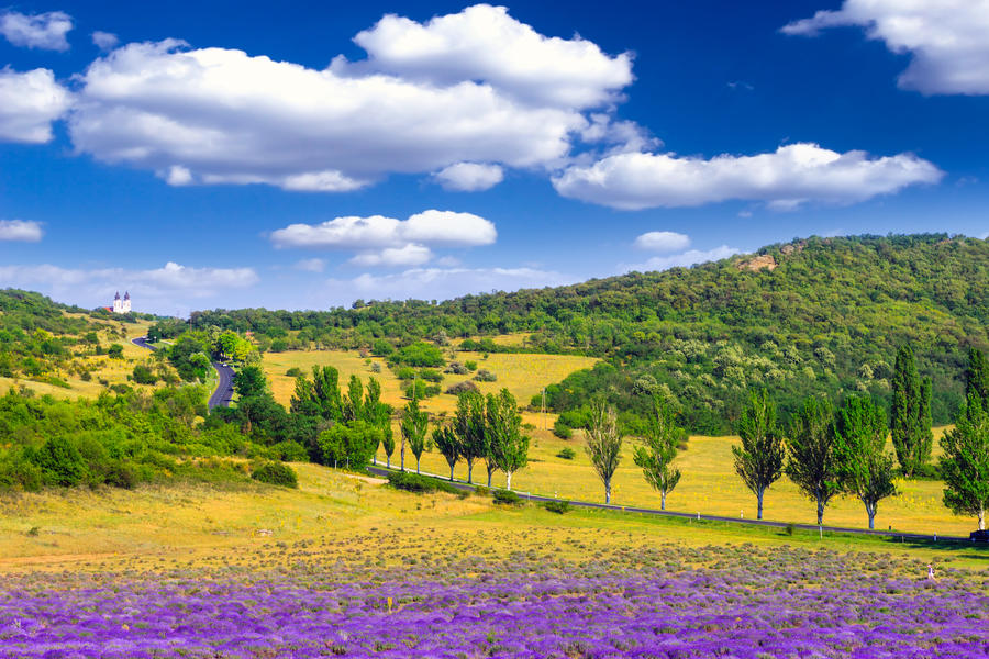 Lavender field in the summer in Tihany,Hungary