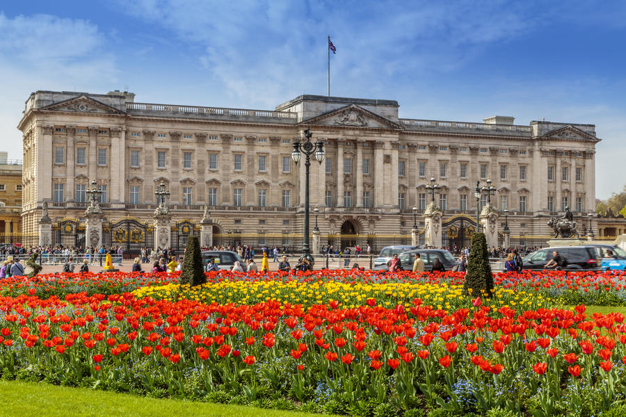 Tulips in Bloom, London, England