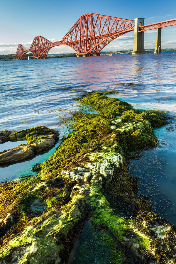 Seaweed and Forth Road Bridge in Scotland