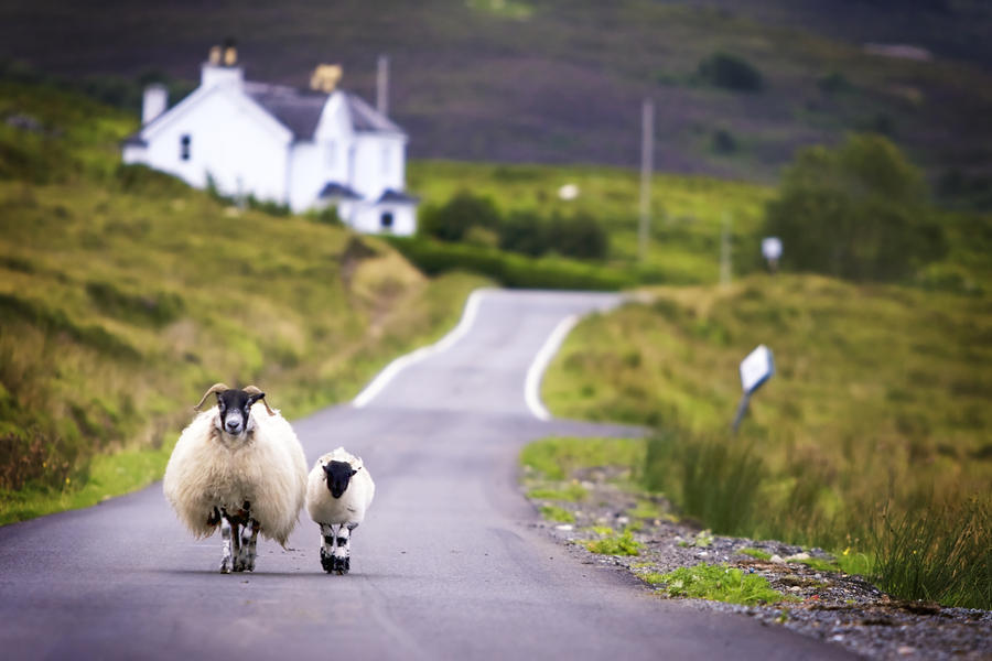 Two sheep walking on street in Scotland