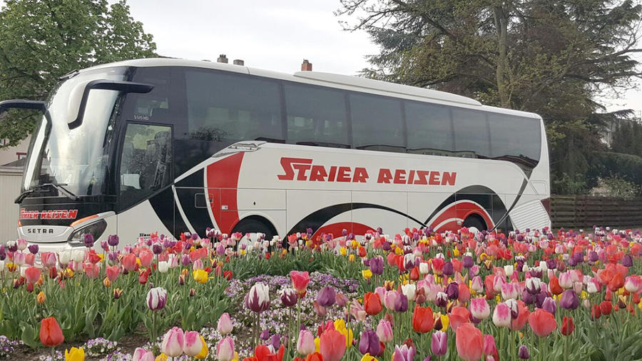 Strier_Bus_2017_05