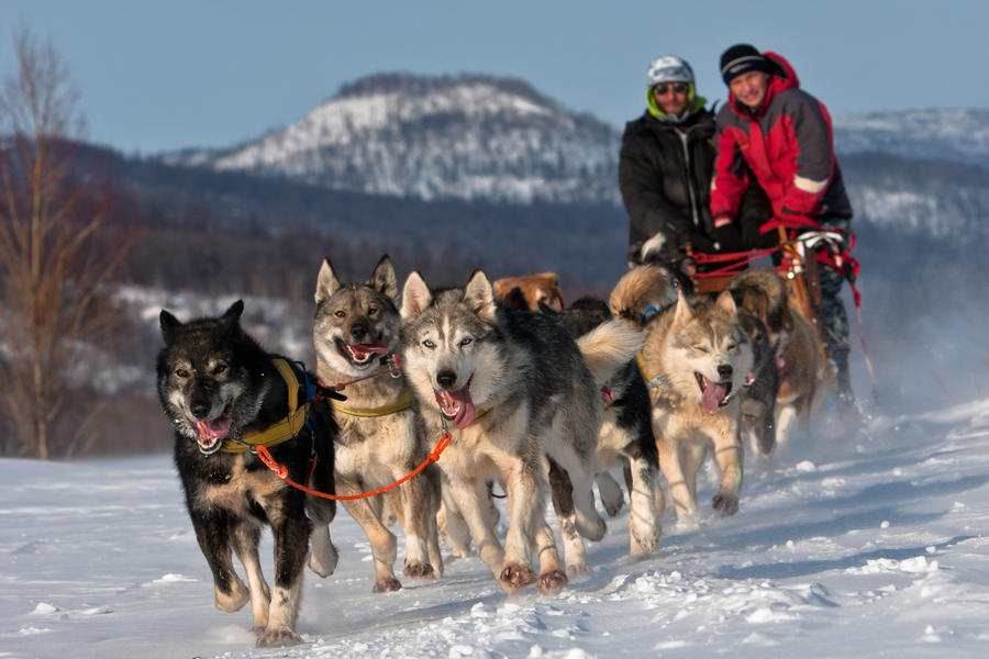 Race on a dog team in Russia on the peninsula of Kamchatka