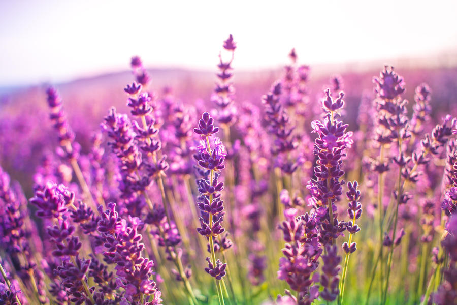 Sunset over a violet lavender field