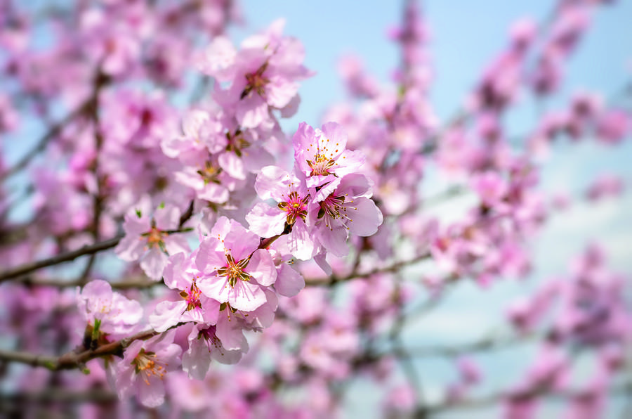 Almond Blossom