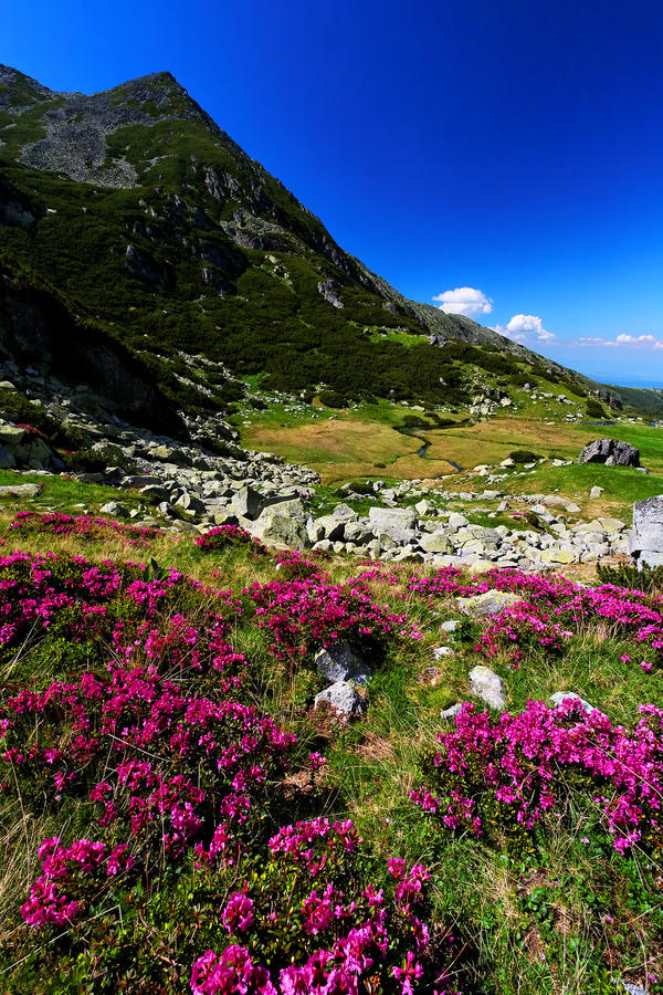 Mountain flowers in National Park Retezat, Romania