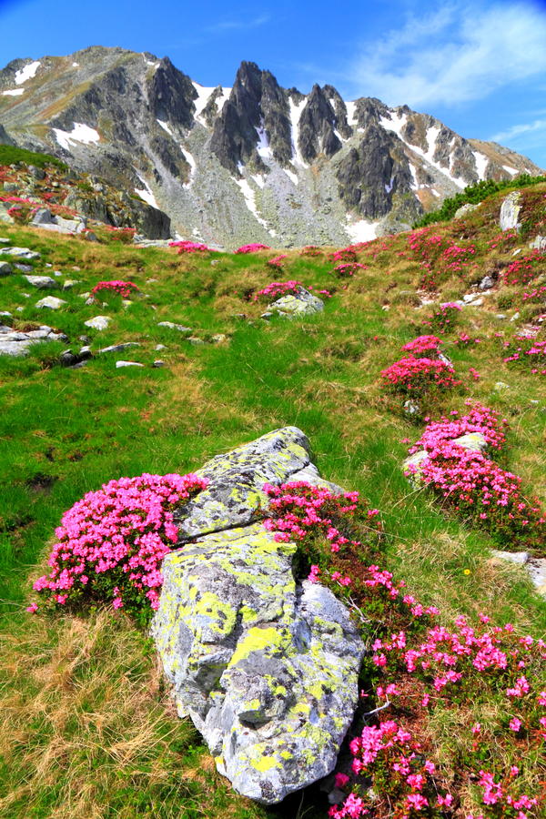 Red rhododendron flowers on mountain slopes, Romania