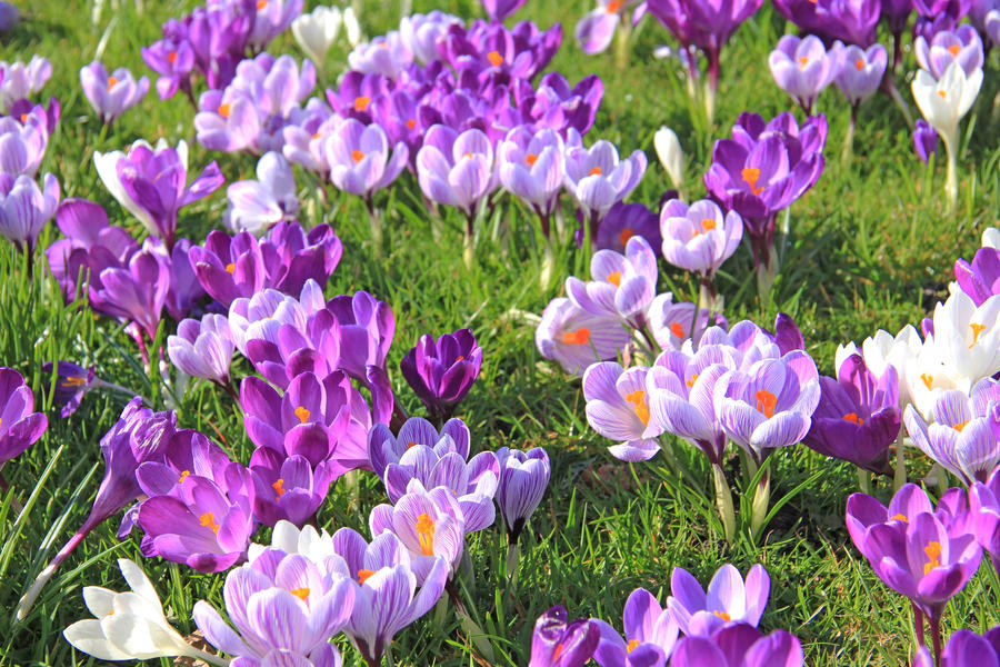 Purple and white crocuses on a field