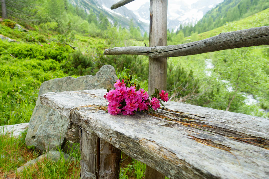 alpine roses on wooden bench