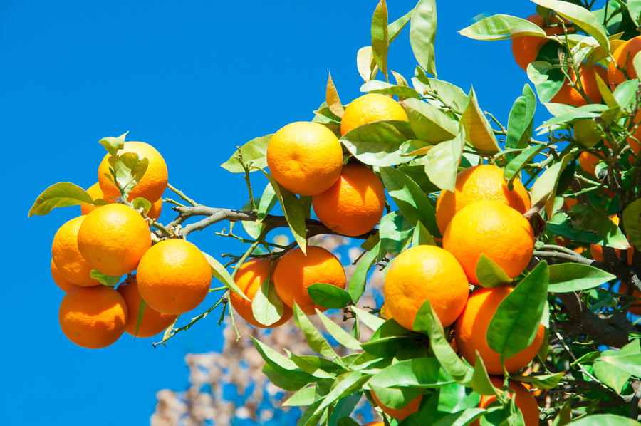 Branches with the fruits of the tangerine trees, Sevilla, Spain
