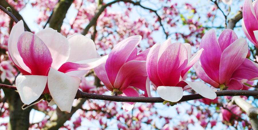 spring magnolia tree flowers