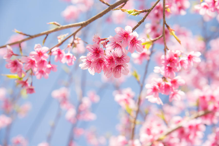Soft focus Cherry Blossom or Sakura flower on nature background