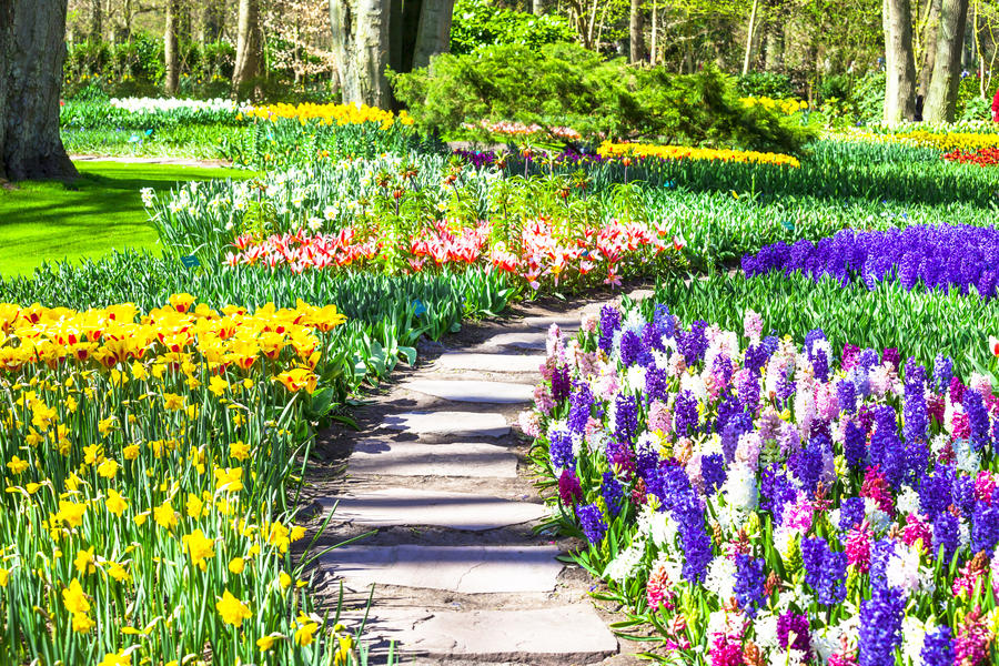 blooming flowers in famous Keukenhof park in Holland