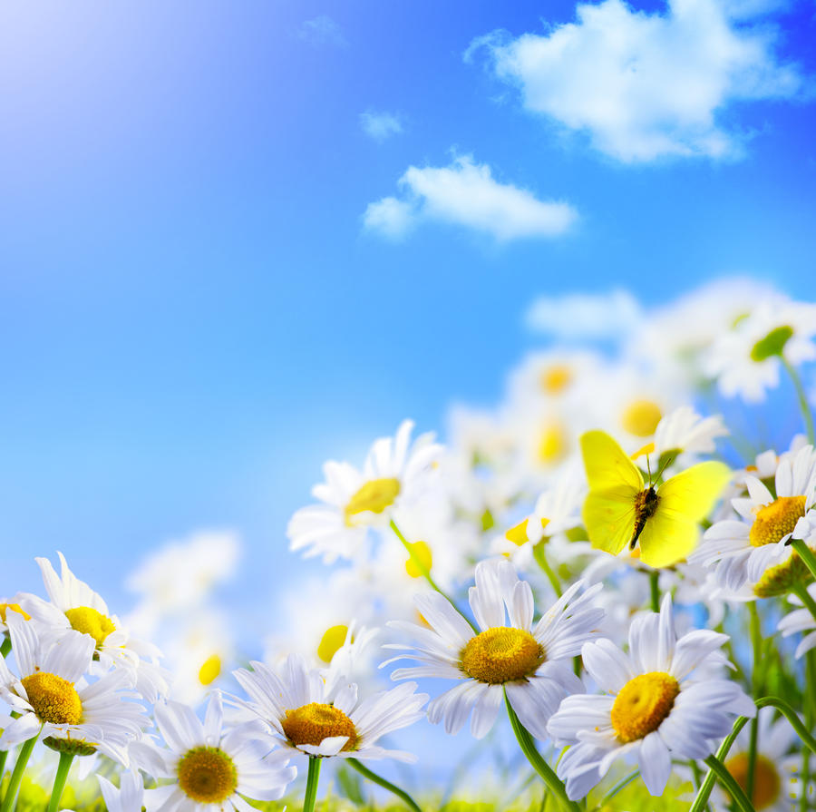 spring background with  on a background of blue sky