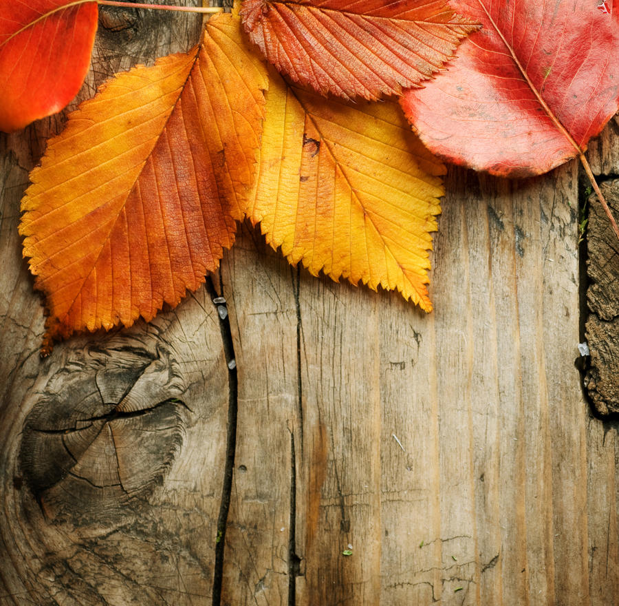 Autumn Leaves over wooden background.With copy space