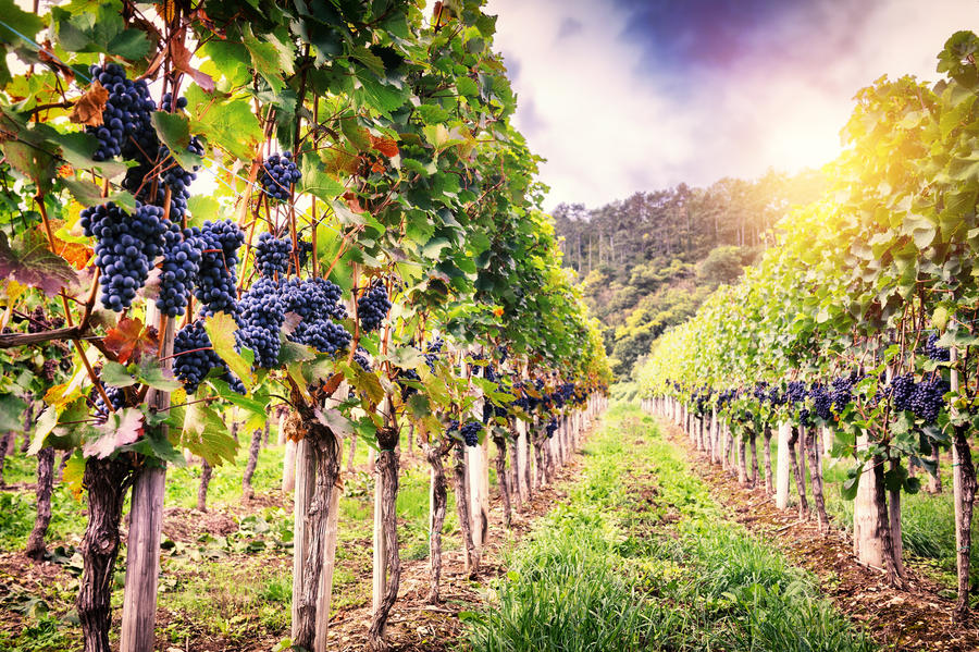 Landscape with autumn vineyards and organic grape on vine branches