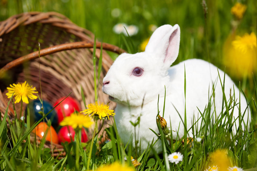 Easter bunny on a beautiful spring meadow with dandelions in front of a basket with Easter eggs