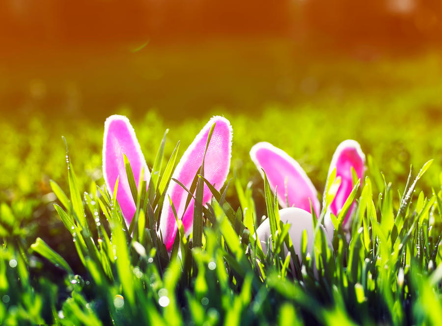 funny Easter scene with a pair of toy rabbits with ears and a white egg peeking out of the green juicy grass in the spring meadow