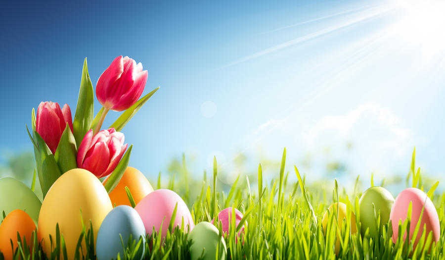 Easter eggs and tulip on meadow