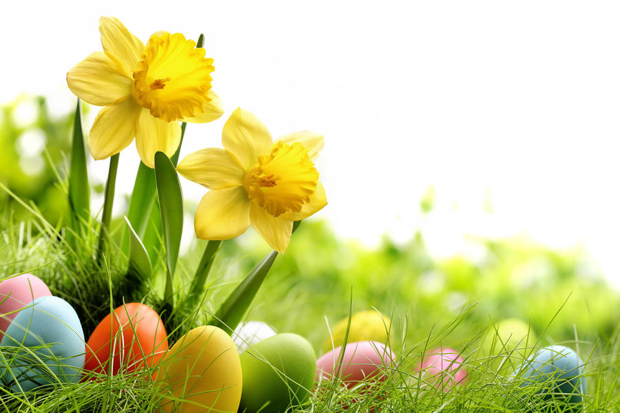 Easter eggs on meadow with daffodil flower