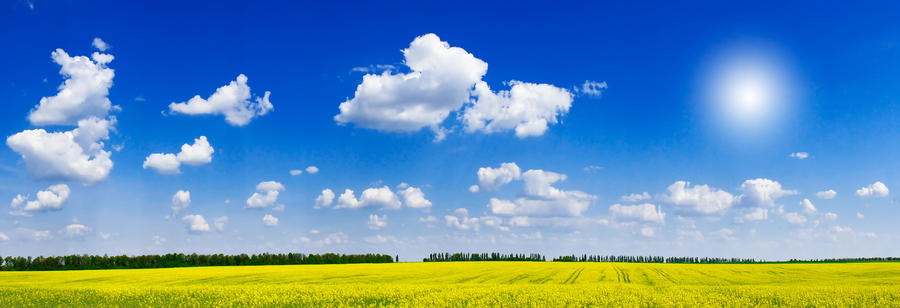 Fine panorama of rapeseed field and cloudscape.