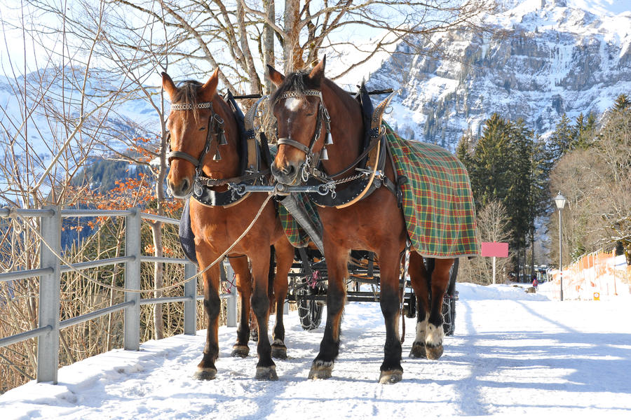 Pair of horses. Braunwald, famous Swiss skiing resort