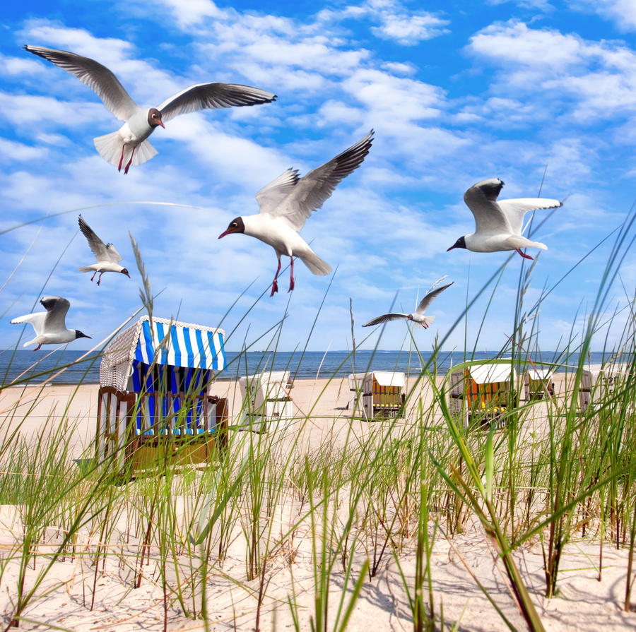 seagulls at the beach in summer, beach chairs on White sand beach with grass and blue sky at Baltic sea