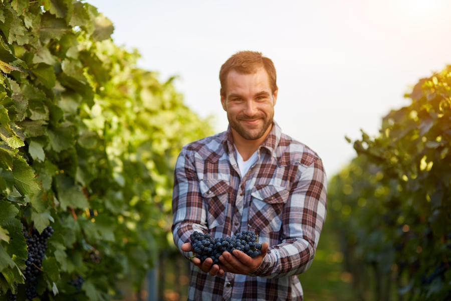 Freshly harvested blue grapes in the hands of farmers, toned
