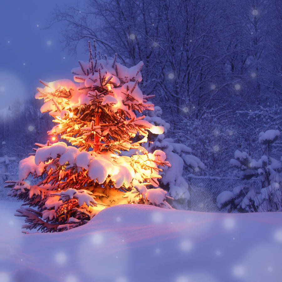 xmas winter pine tree