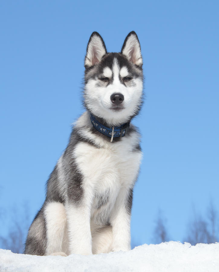 Siberian Husky Puppy 3 months old