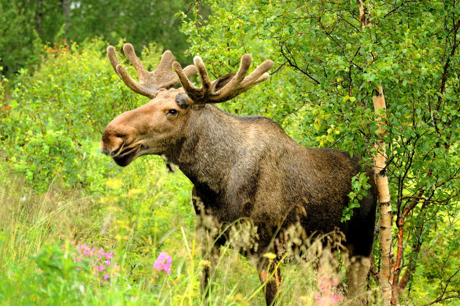 Wild Bull Moose in autumn,