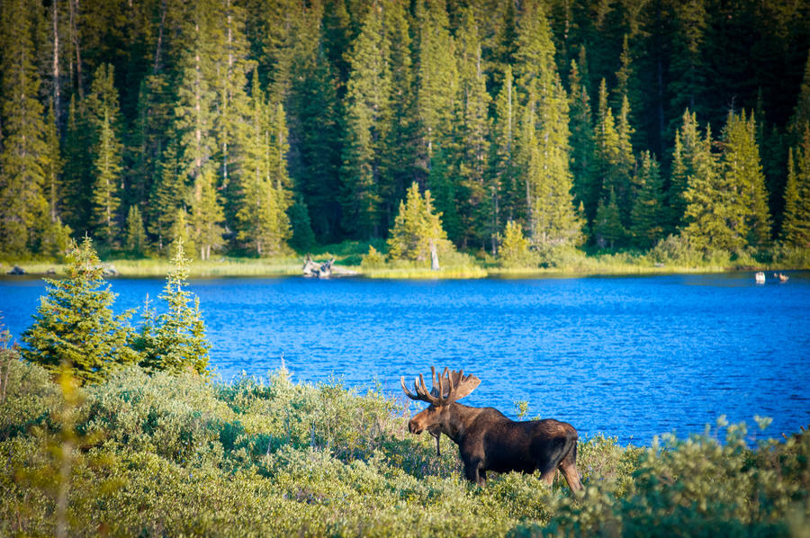 Majestic Bull Moose surveys the lakeside early Colorado morning