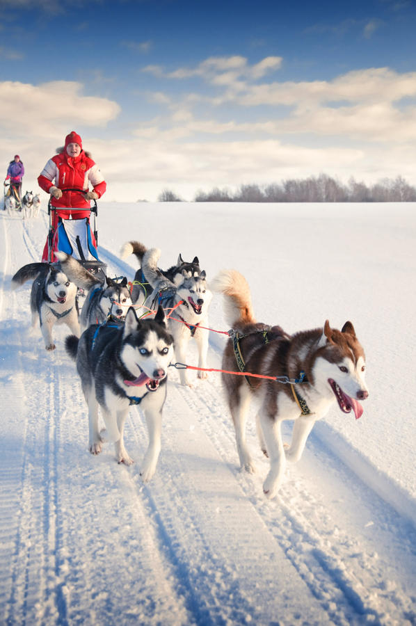 Woman musher hiding behind sleigh at sled dog race on snow in winter