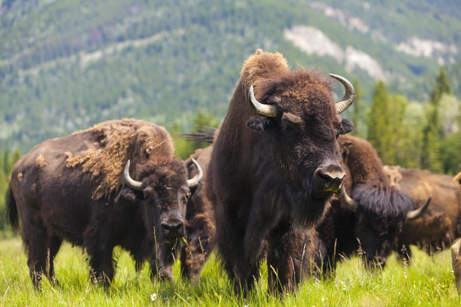 Herd of American Bison (Bison Bison) or Buffalo