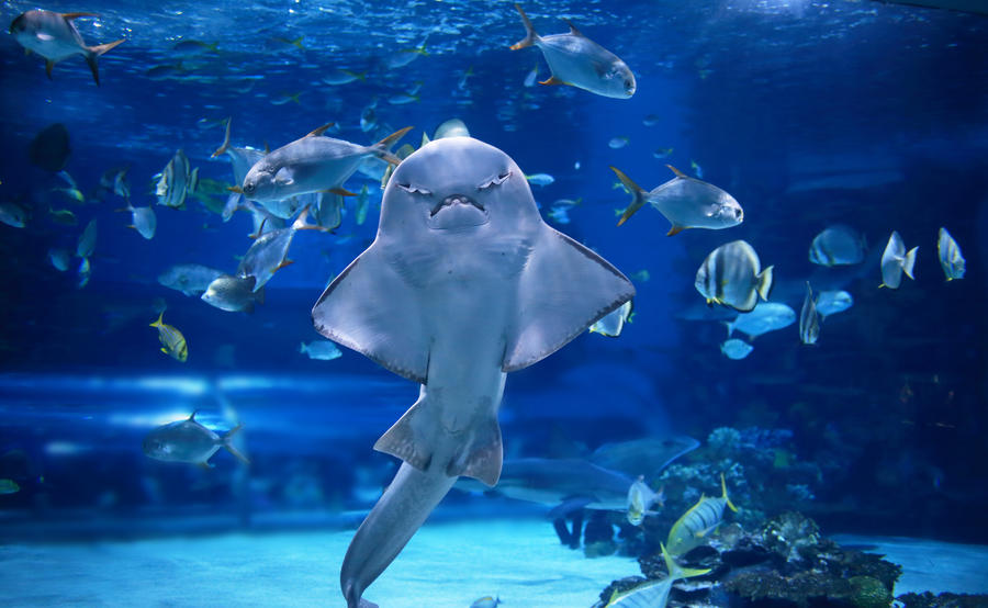 angel shark in aquarium you can see it&#39;s stomach as it stand
