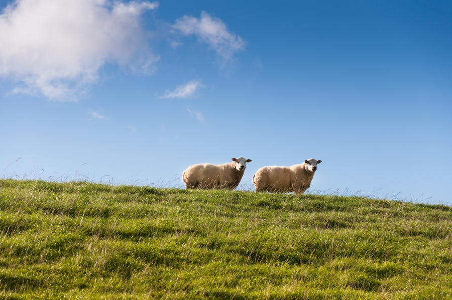 Two sheep on a dyke