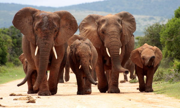 A herd of elephant walk towards the camera with all of them moving their trunks and smelling me. Taken in Addo Elephant National Park, South Africa