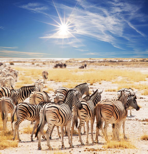 zebras on waterhole