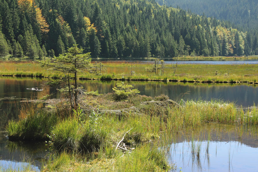 GrÃ?Â¼n am kleinen Arbersee, Green at Lake &quot;Kleiner Arbersee&quot; in Lower Bavaria