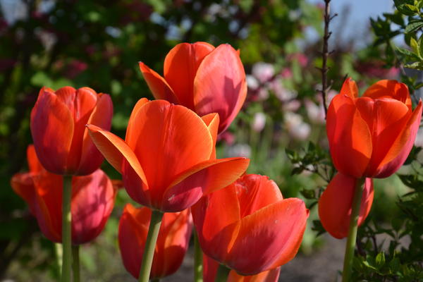 Landesgartenschau Bad Nenndorf 2026